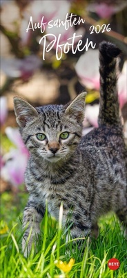 Abbildung von: Katzen slim - Auf sanften Pfoten Kalender 2026 - Heye