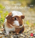 Cover: Kuschelige Meerschweinchen Postkartenkalender 2026 - Heye