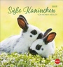 Cover: Süße Kaninchen Postkartenkalender 2026 - Heye