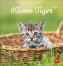 Bild: Katzen Postkartenkalender Kleine Tiger 2026 - Heye