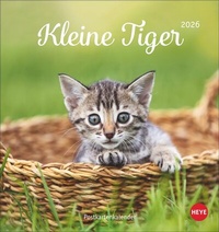 Abbildung von: Katzen Postkartenkalender Kleine Tiger 2026 - Heye