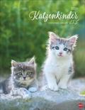 Cover: Katzenkinder Posterkalender 2026 - Heye