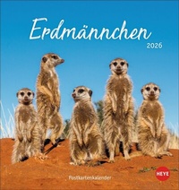 Bild: Erdmännchen Postkartenkalender 2026 - Heye