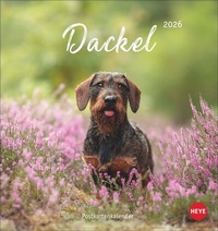 Abbildung von: Dackel Postkartenkalender 2026 - Heye