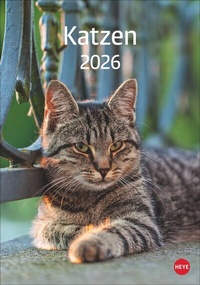 Abbildung von: Katzen Kalender 2026 - Heye