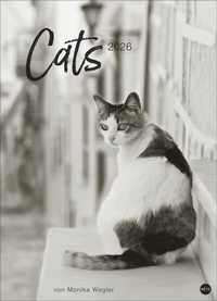 Abbildung von: Cats Edition Kalender 2026 - Heye
