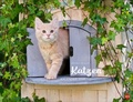 Cover: Monika Wegler: Katzenkalender 2026 - Heye