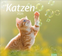 Abbildung von: times&more Katzen Bildkalender 2026 - Heye