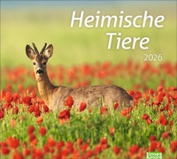 Abbildung von: times&more Heimische Tiere Bildkalender 2026 - Heye