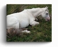 Enlarge image Cover: CWM - RRB Photobooks