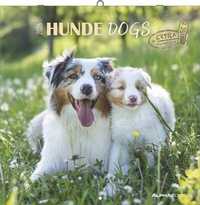 Abbildung von: Hunde 2026 - Broschürenkalender 30x30 cm (30x60 geöffnet) - Kalender mit Platz für Notizen - Dogs - Bildkalender - Wandkalender - Hundekalender - ALPHA EDITION