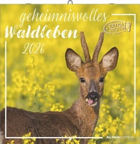 Abbildung von: Geheimnisvolles Waldleben 2026 - Broschürenkalender 30x30 cm (30x60 geöffnet) - Kalender mit Platz für Notizen - Forest Animals - Bildkalender - Wandkalender - ALPHA EDITION