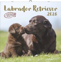 Abbildung von: Labrador Retriever 2026 - Broschürenkalender 30x30 cm (30x60 geöffnet) - Kalender mit Platz für Notizen - Dachshund - Bildkalender - Wandplaner - Dackelkalender - ALPHA EDITION