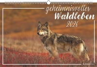 Abbildung von: Geheimnisvolles Waldleben 2026 - Bildkalender 49,5x33 cm - Tiere und Pflanzen in unseren heimischen Wäldern - Wandkalender - Wandplaner - Tierkalender - ALPHA EDITION
