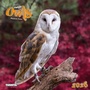 Cover: Magic Owls 2026 - Tushita PaperArt GmbH
