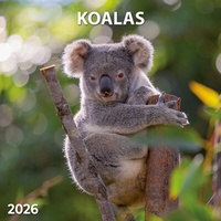 Abbildung von: Koalas 2026 - Tushita PaperArt
