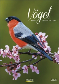 Abbildung von: Vögel 2026 - Korsch Verlag