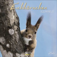 Abbildung von: Eichhörnchen 2026 - Korsch Verlag