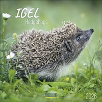 Abbildung von: Igel 2026 - Korsch Verlag