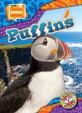 Cover: Puffins - Blastoff! Readers
