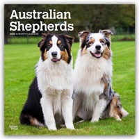 Abbildung von: Australian Shepherds 2026 - 16-Monatskalender - Browntrout Publishers