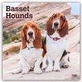 Abbildung von: Basset Hounds 2026 - 16-Monatskalender - Browntrout Publishers
