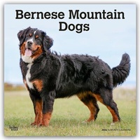 Abbildung von: Bernese Mountain Dogs - Berner Sennenhund 2026 - 16-Monatskalender - Browntrout Publishers