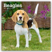 Abbildung von: Beagles 2026 - 16-Monatskalender - Browntrout Publishers