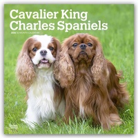 Abbildung von: Cavalier King Charles Spaniels 2026 - 16-Monatskalender - Browntrout Publishers