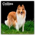 Abbildung von: Collies - Langhaarcollie 2026 - 16-Monatskalender - Browntrout Publishers