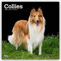 Abbildung von: Collies - Langhaarcollie 2026 - 16-Monatskalender - Browntrout Publishers