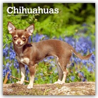 Abbildung von: Chihuahuas 2026 - 16-Monatskalender - Browntrout Publishers