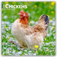 Abbildung von: Chickens - Hühner 2026 - 16-Monatskalender - Browntrout Publishers