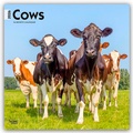 Cover: Cows - K&uuml;he 2026 - 16-Monatskalender - Browntrout Publishers