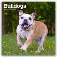 Abbildung von: Bulldogs - Bulldogge 2026 - 16-Monatskalender - Browntrout Publishers
