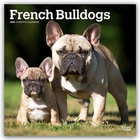 Abbildung von: French Bulldogs - Französische Bulldogge 2026 - 16-Monatskalender - Browntrout Publishers