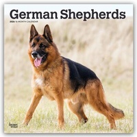 Abbildung von: German Shepherds - Deutsche Schäferhunde 2026 - 16-Monatskalender - Browntrout Publishers