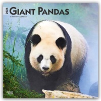 Abbildung von: Giant Pandas - Großer Panda - Pandabären 2026 - 16-Monatskalender - Browntrout Publishers