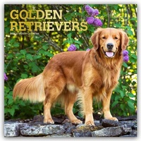 Abbildung von: Golden Retrievers - Golden Retriever 2026 - 16-Monatskalender - Browntrout Publishers