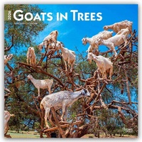 Abbildung von: Goats in Trees - Ziegen in Bäumen 2026 - 16-Monatskalender - Browntrout Publishers