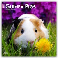 Abbildung von: Guinea Pigs - Meerschweinschen 2026 - 16-Monatskalender - Browntrout Publishers