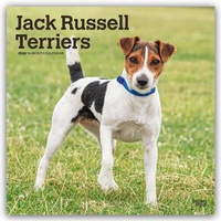 Abbildung von: Jack Russel Terriers - Jack Russel Terrier 2026 - 16-Monatskalender - Browntrout Publishers