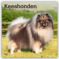 Abbildung von: Keeshonden - Wolfsspitz 2026 - 16-Monatskalender - Browntrout Publishers