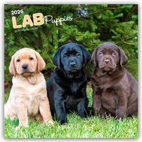 Abbildung von: Labrador Retriever Puppies - Labrador Retriever Welpen 2026 - 16-Monatskalender - Browntrout Publishers