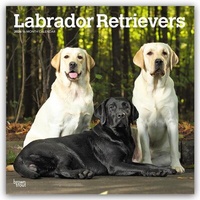Abbildung von: Labrador Retrievers - Labrador Retriever 2026 - 16-Monatskalender - Browntrout Publishers
