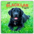 Abbildung von: Black Labrador Retriever Puppies - Schwarze Labrador Retriever Welpen 2026 - 16-Monatskalender - Browntrout Publishers