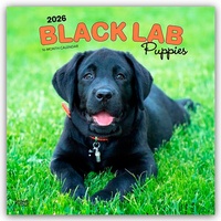 Abbildung von: Black Labrador Retriever Puppies - Schwarze Labrador Retriever Welpen 2026 - 16-Monatskalender - Browntrout Publishers