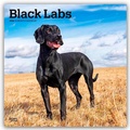 Abbildung von: Black Labrador Retriever - Schwarze Labrador Retriever 2026 - 16-Monatskalender - Browntrout Publishers