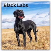 Abbildung von: Black Labrador Retriever - Schwarze Labrador Retriever 2026 - 16-Monatskalender - Browntrout Publishers