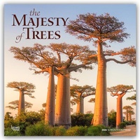 Abbildung von: The Majesty of Trees - Die Erhabenheit der Bäume 2026 - 16-Monatskalender - Browntrout Publishers